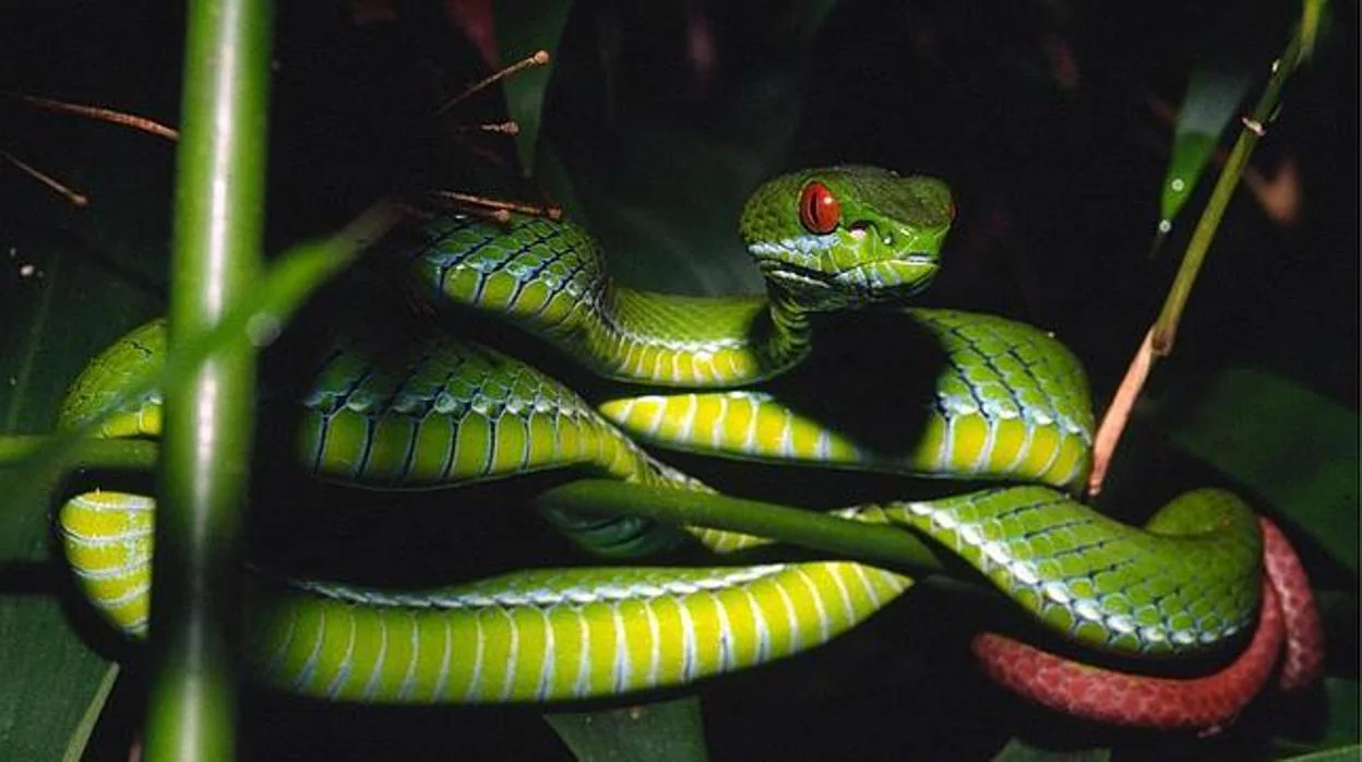 Víbora «Trimeresurus rubeus» cuyo color verde a lo largo del cuerpo contrasta con el rojo rubí de sus ojos