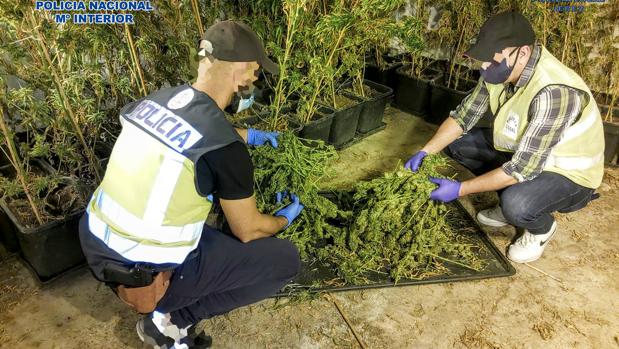 La Policía desmantela dos plantaciones interiores de marihuana en Jerez