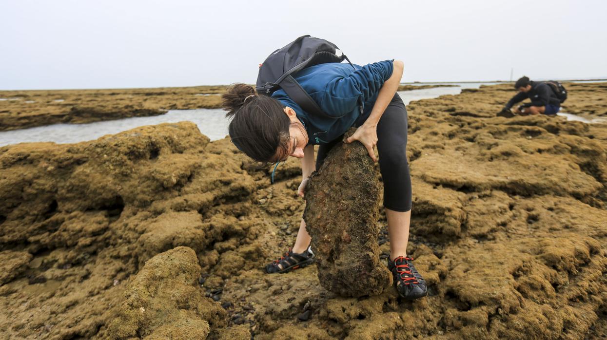 Una explosión de biodiversidad en la playa más piropeada: La Caleta