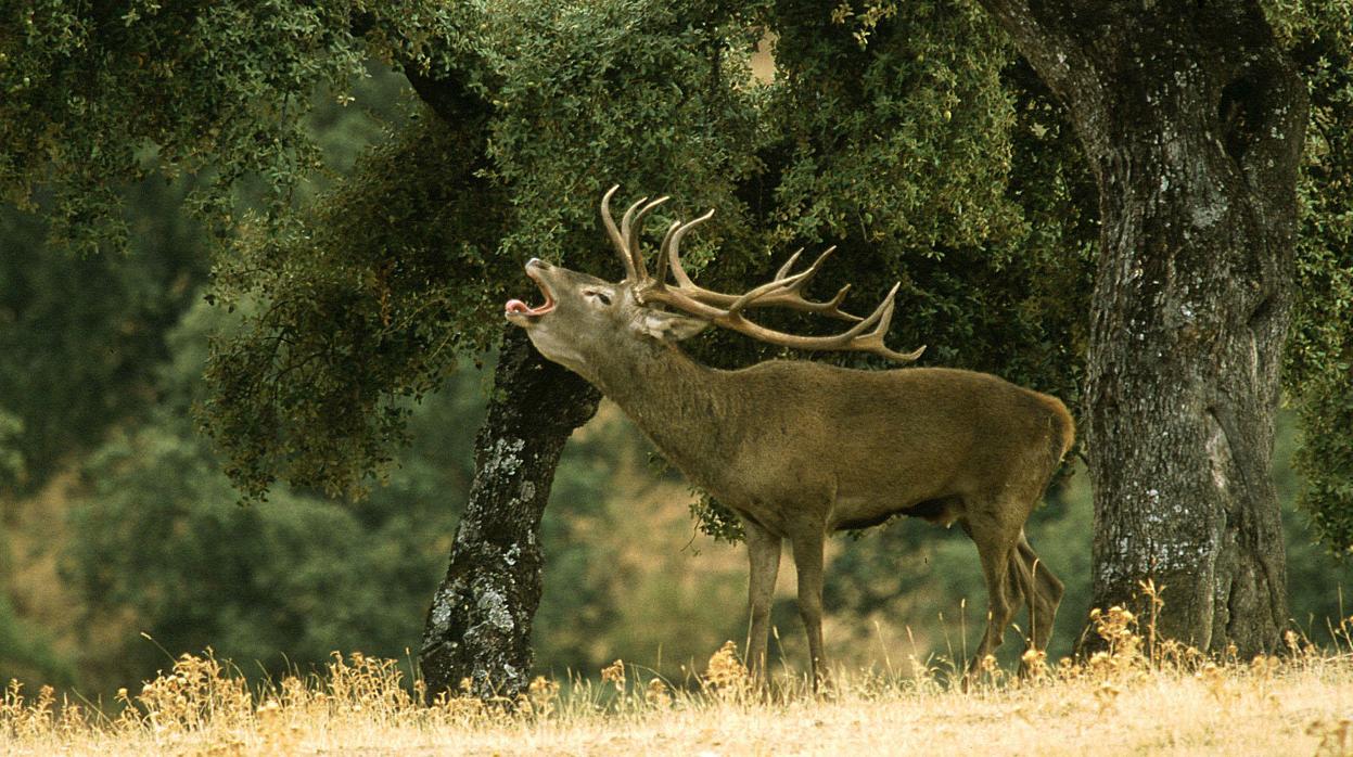 Un venado berrea en el entorno del Parque de los Alconocales.