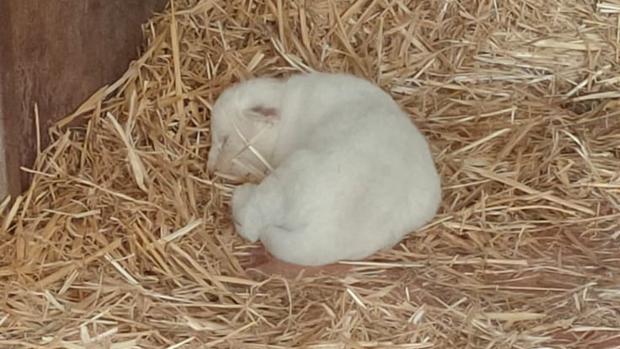 «White King», el primer león blanco nacido en España, supera su cuarentena