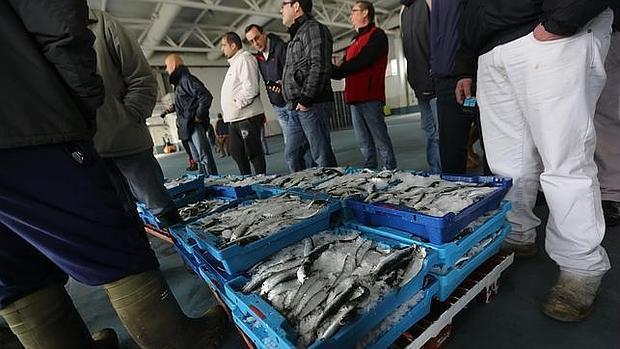 El Gobierno reparte la pesca de sardina entre los barcos del Golfo de Cádiz