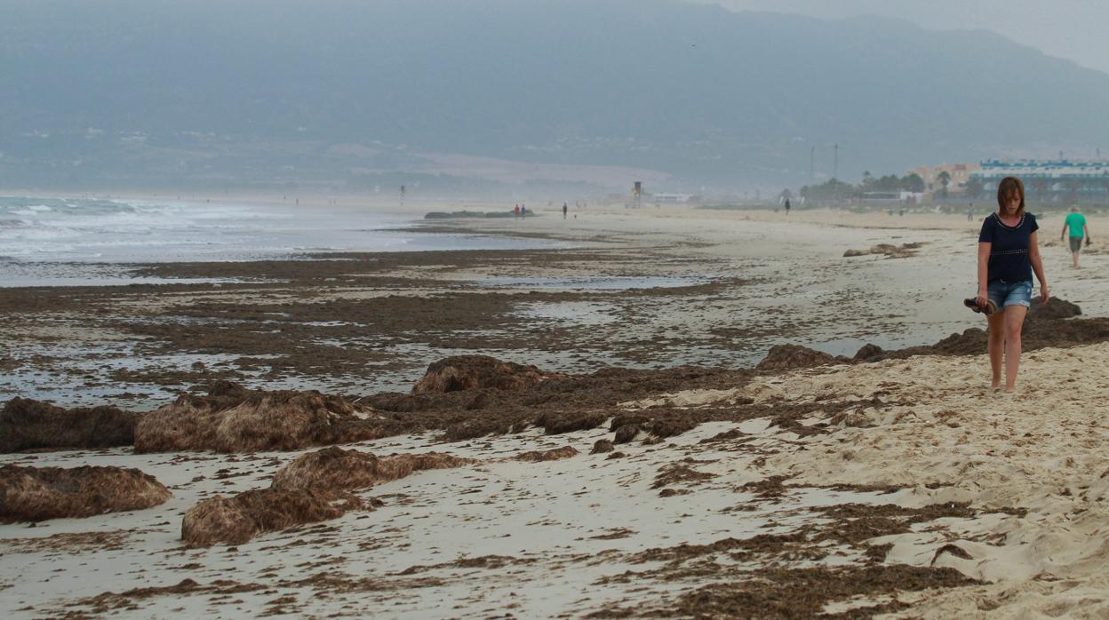 El alga invasora, en las playas de la Bahía de Algeciras.