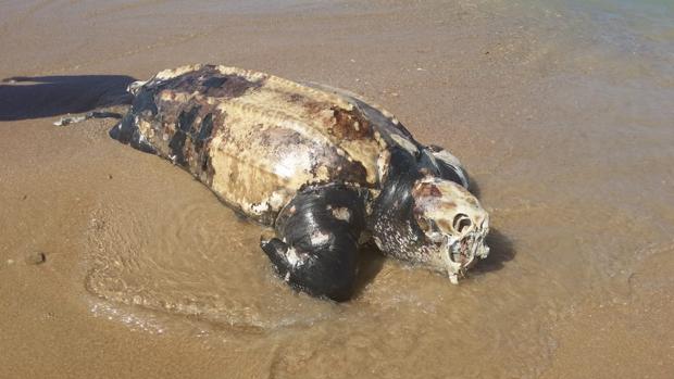 Aparece muerta una tortuga marina en la playa del Castillo de Camposoto