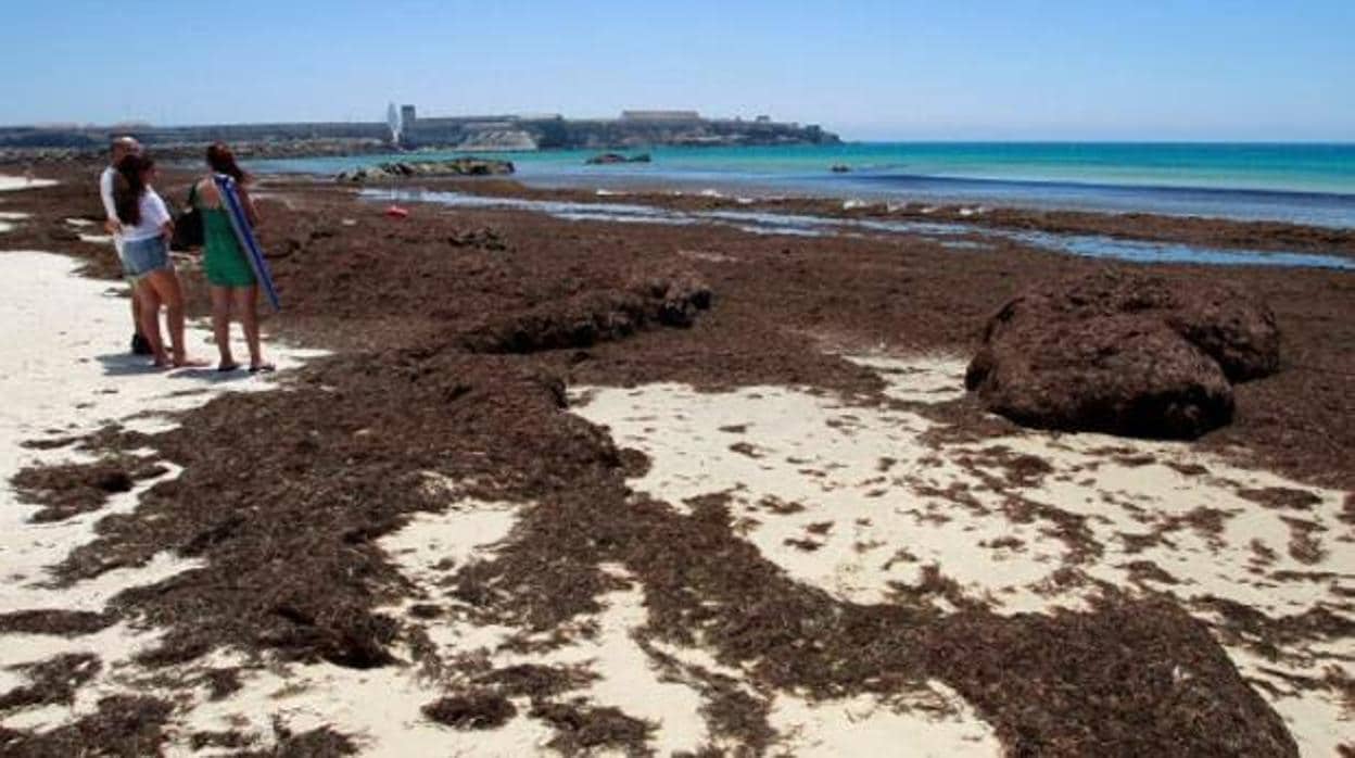 Cónclave de municipios de la costa gaditana para frenar al alga invasora