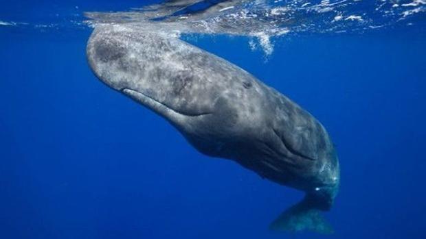 La Junta ofrece al Gobierno sus medios para buscar al cachalote atrapado en una red de pesca en el Estrecho