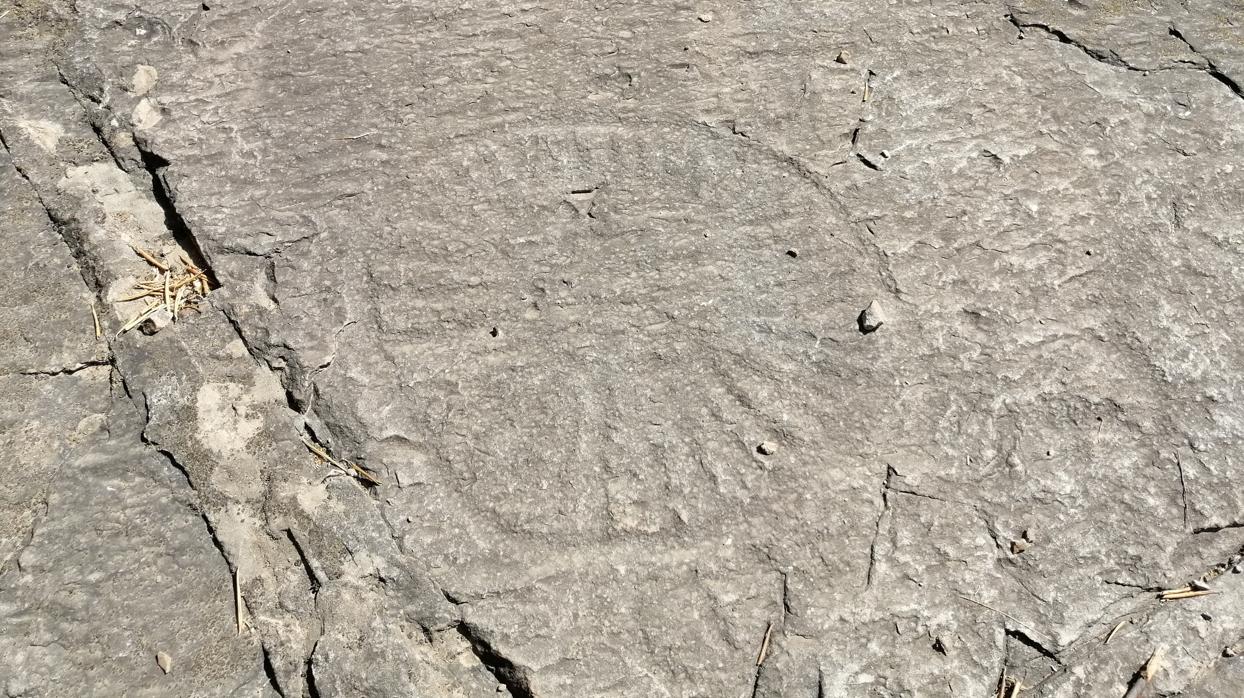 Huella fósil de medusa en la «piedra escrita» de Constantina