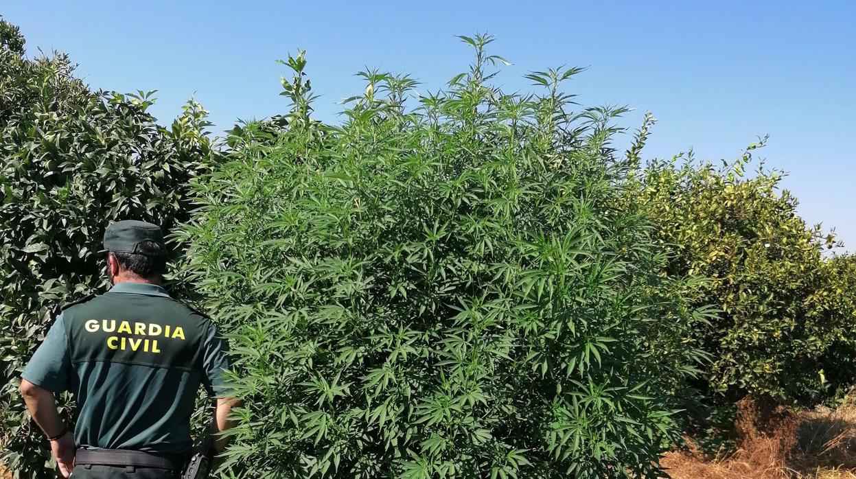 Un agente de la Guardia Civil junto a una de las plantas intervenidas al detenido en Cantillana