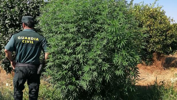 Usurpa una finca municipal en Cantillana para sembrar marihuana entre los naranjos