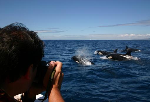 Avistamiento de ballenas en El Estrecho.