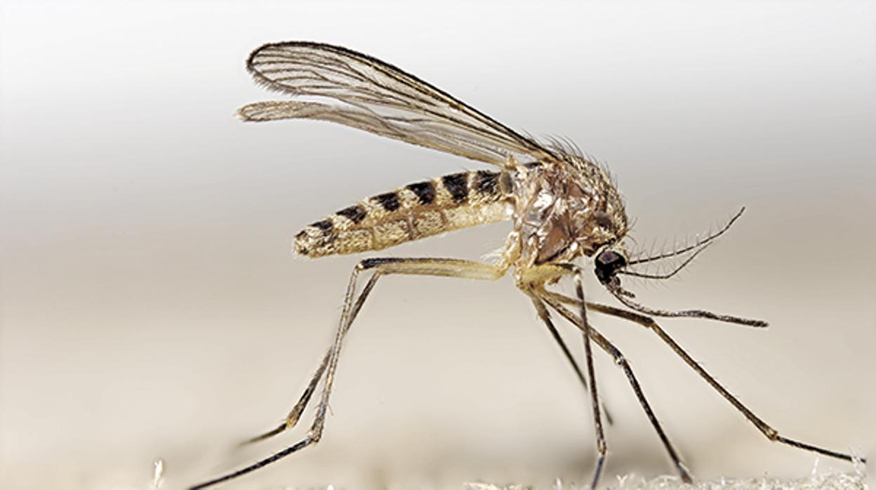 Un ejemplar del mosquito común