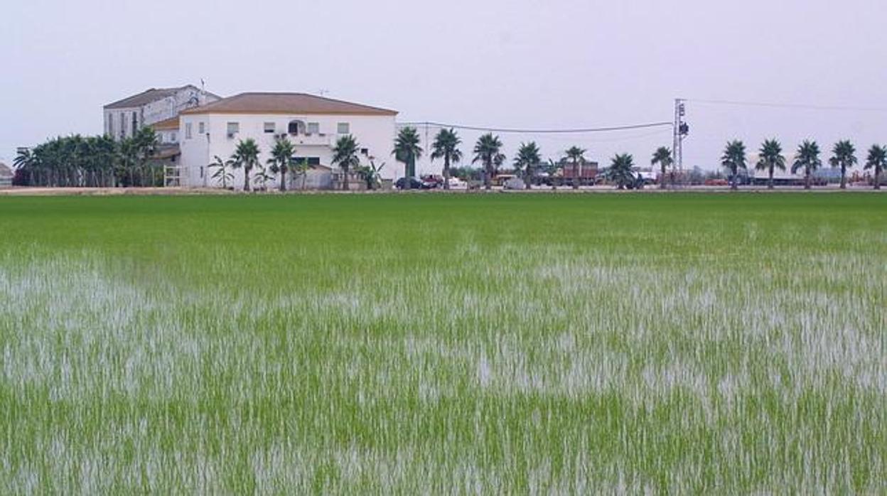 Uno de los arrozales que hay en el municipio sevillano de Isla Mayor