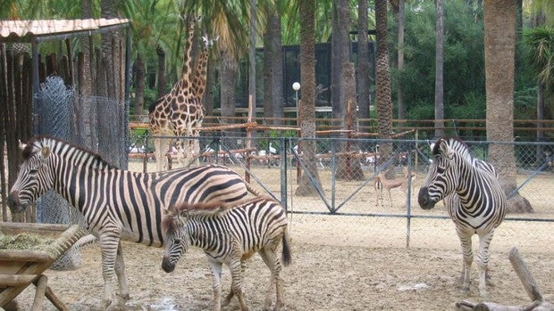 El Zoo de Jerez tiene previsto reabrir en unos días