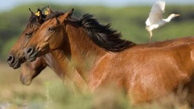 Proponen introducir un caballo andaluz en peligro de extinción en el Parque de los Toruños