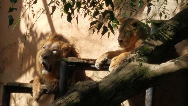 El Zoo de Jerez se prepara para reabrir la próxima semana
