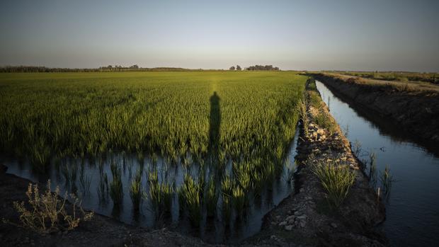 La Junta de Andalucía dice que Gobierno central conocía el brote de virus del Nilo hace dos meses