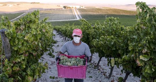 Un trabajador con su mascarilla durante la vendimia