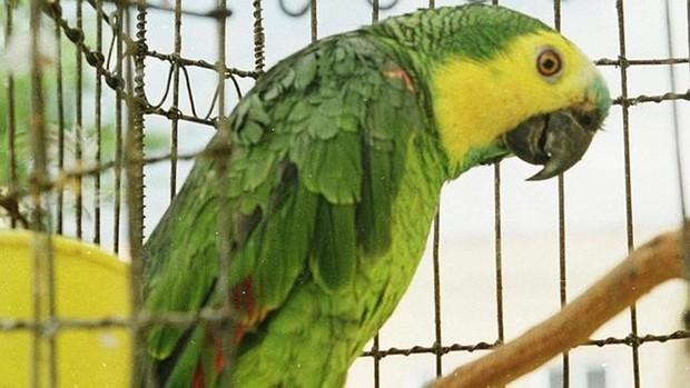 Investigado un joven de Las Cabezas por estafar más de 12.000 euros con la venta de aves exóticas