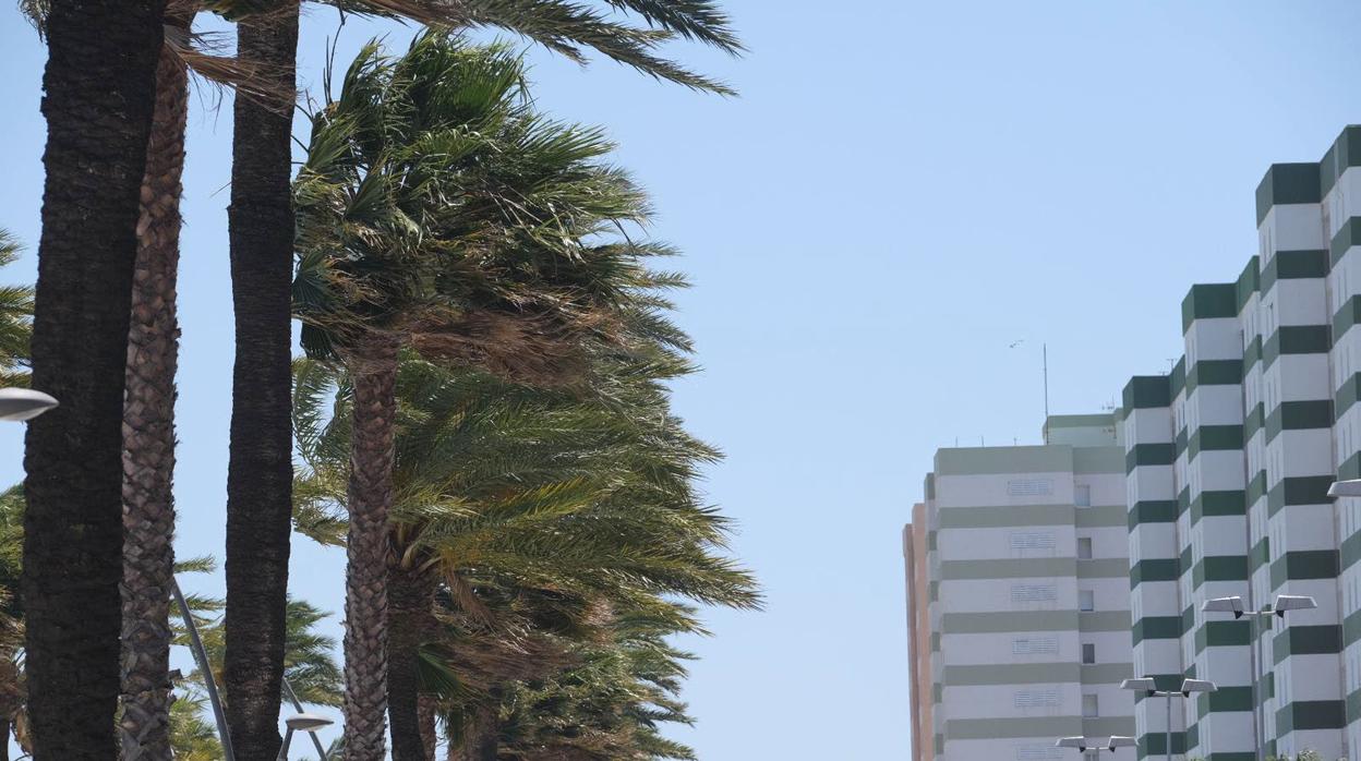 Palmeras azotadas por el viento en Cádiz.