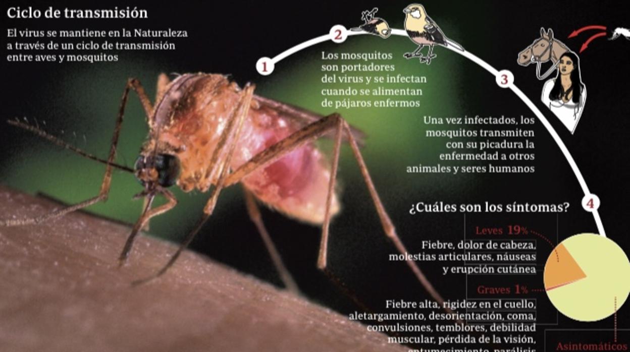 Ciclo de transmisión del virus del Nilo.