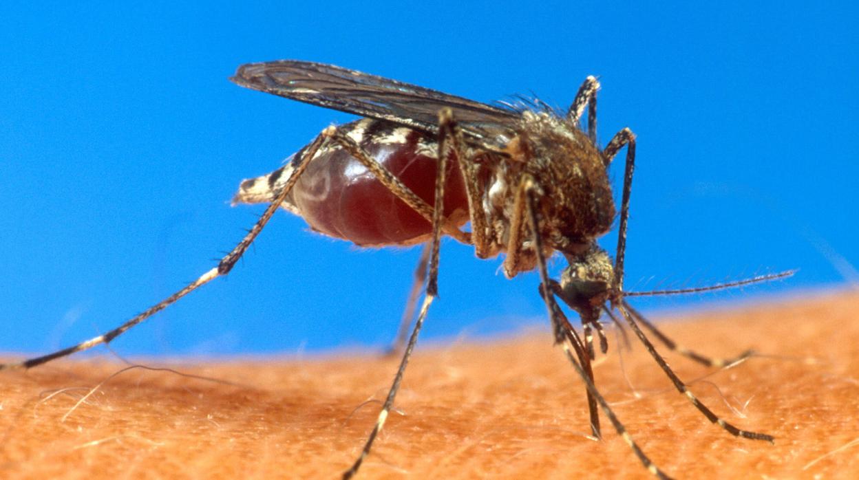 El virus del Nilo se contagia por la picadura de mosquito.