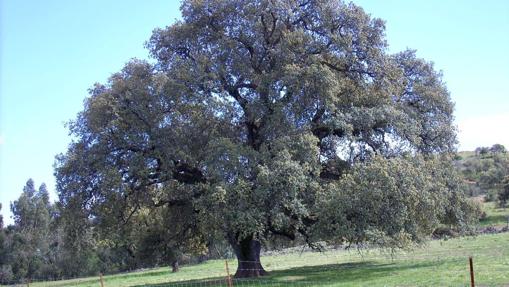 Encina de los Perros (El Madroño)