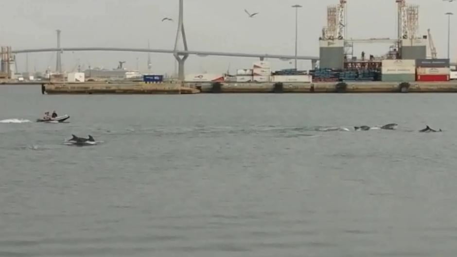 Vídeo: Los delfines se acercan a la Bahía de Cádiz