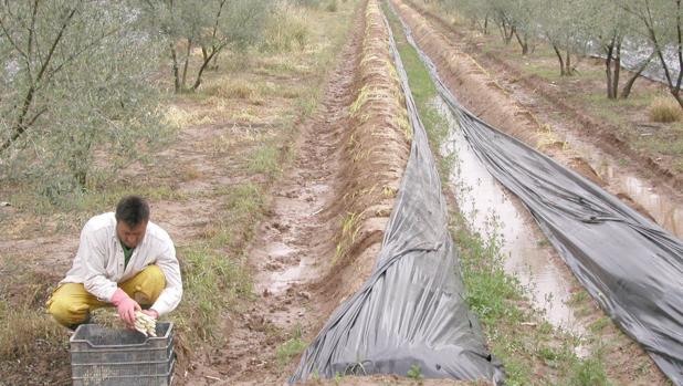 Los narcos se pasan también a los robos en los campos