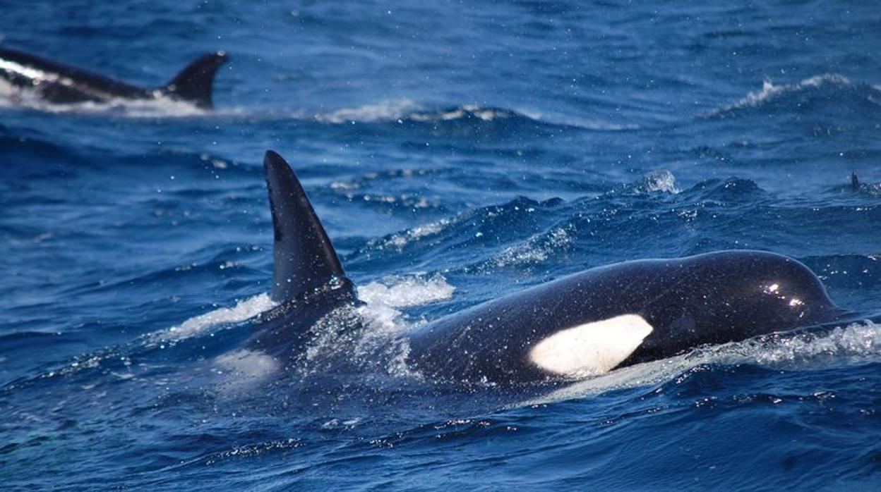 Orcas en el Estrecho de Gibraltar.