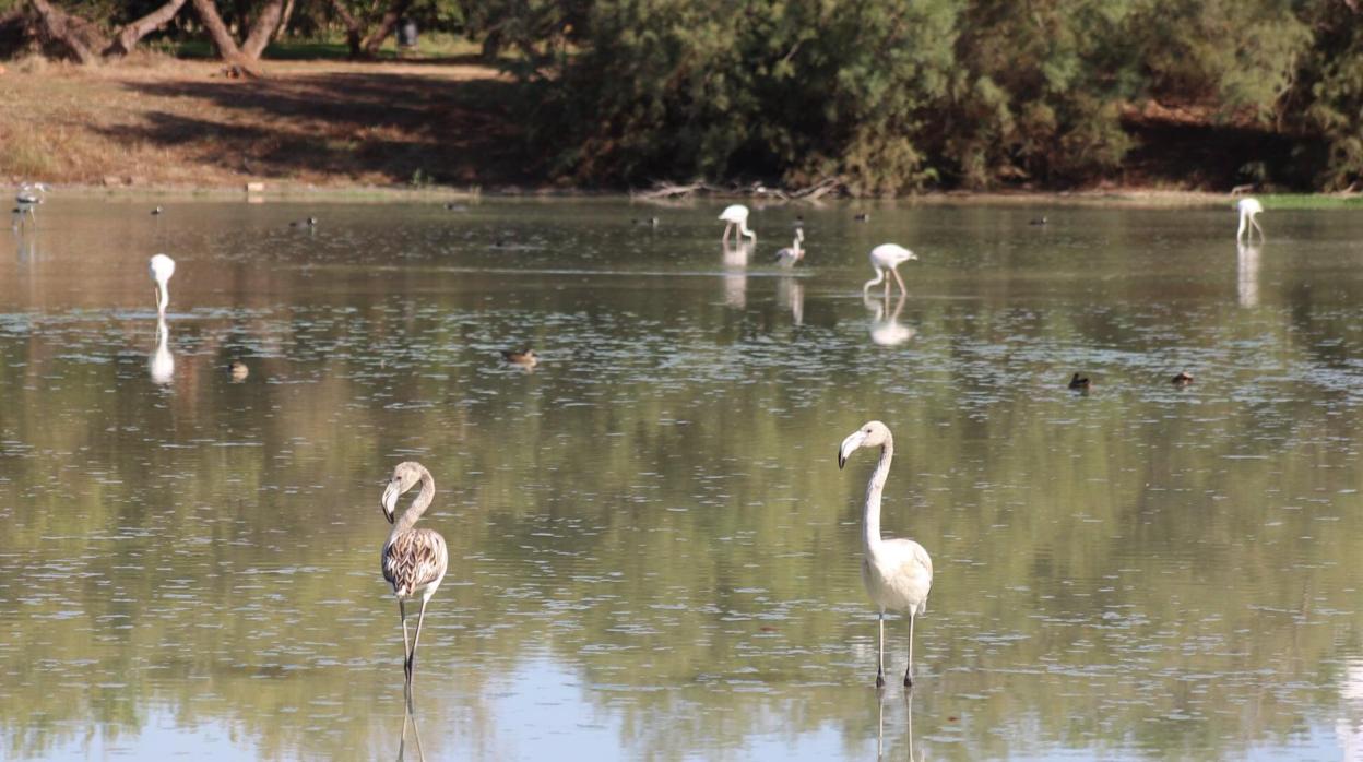 Un grupo de flamencos en la Laguna de Fuente del Rey de Dos Hermanas