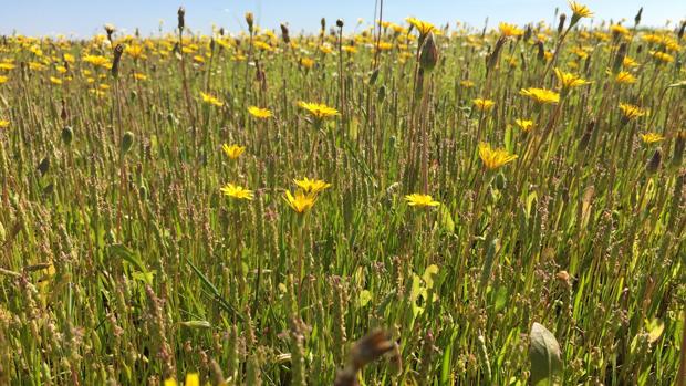 La UCA realiza un descubrimiento revolucionario para el futuro de la agricultura