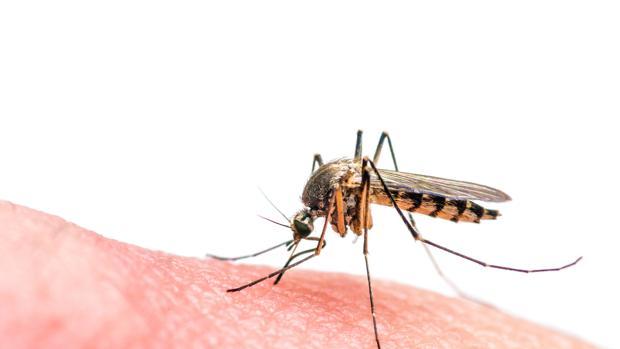 La Puebla del Río pide ampliar el seguimiento de las poblaciones de mosquito para evitar nuevos brotes del virus del Nilo