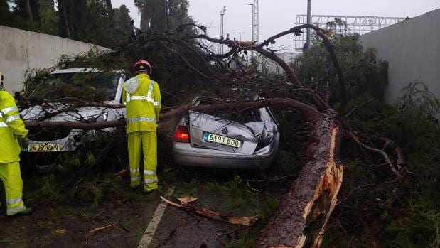 La caída de un pino en Utrera a causa del temporal destroza dos vehículos que circulaban por la calle
