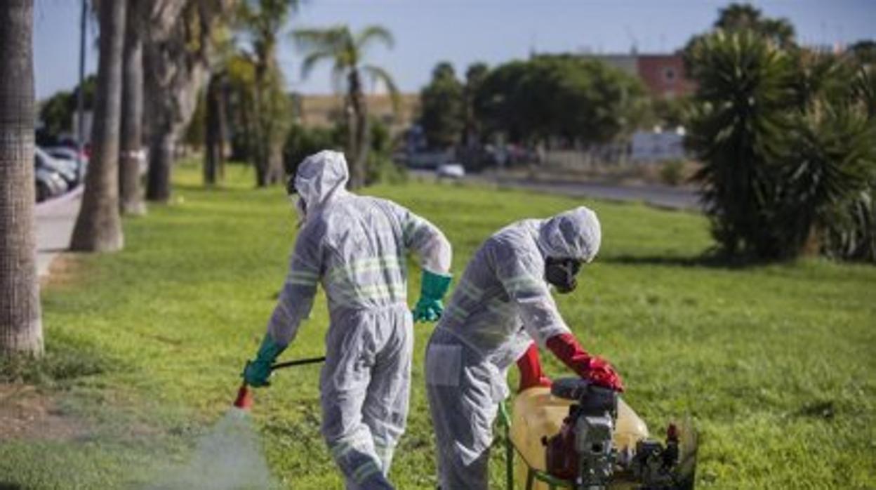 Sanidad ve «poco probable» que aparezcan nuevos casos de Fiebre del Nilo