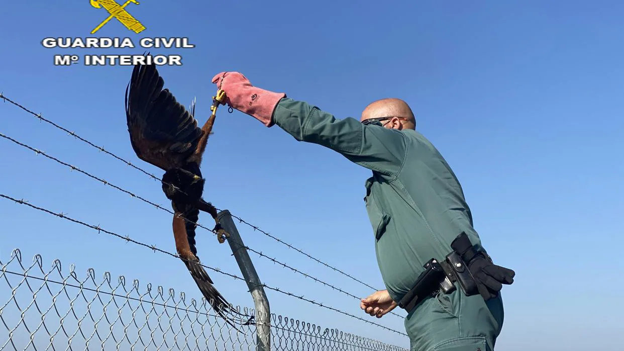 Un agente de la Guardia Civil intenta salvar a un halcón que se quedó enganchado en una valla metálica en La Rinconada