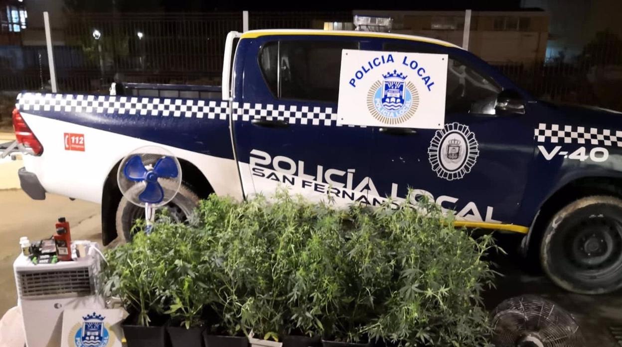 Las plantas incautadas por la Policía.