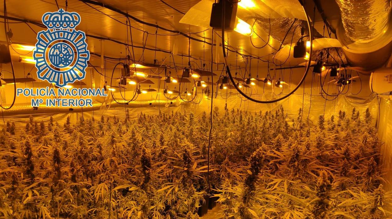 El cultivo de marihuana que encontró la Policía en el interior de la nave