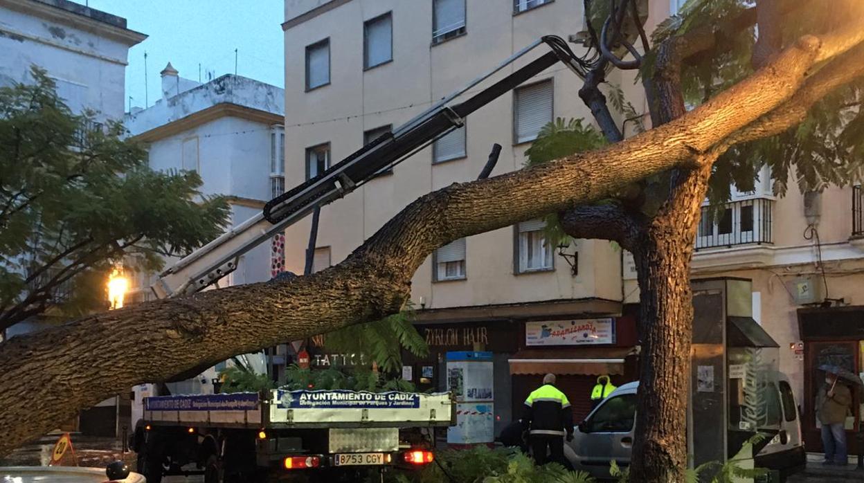 El tiempo en Cádiz: El fuerte viento de Filomena provoca la caída de un árbol en la plaza del Mentidero