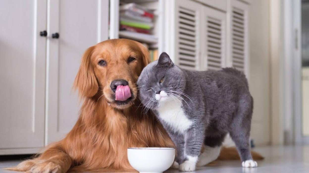 «Convivir con mi mascota me está ayudando a sobrellevar el distanciamiento social»