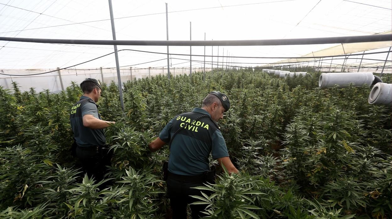 Los cultivos de marihuana se enconden muchas veces en víveros. En esta imagen, dos agentes de la Guardia Civil durante una intervención.