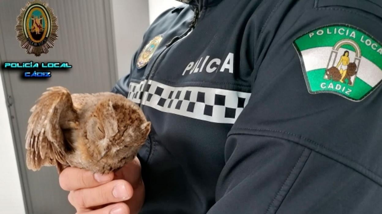 La Policía Local de Cádiz rescata a un buho bebé y lo bautiza como &#039;ojitos&#039;