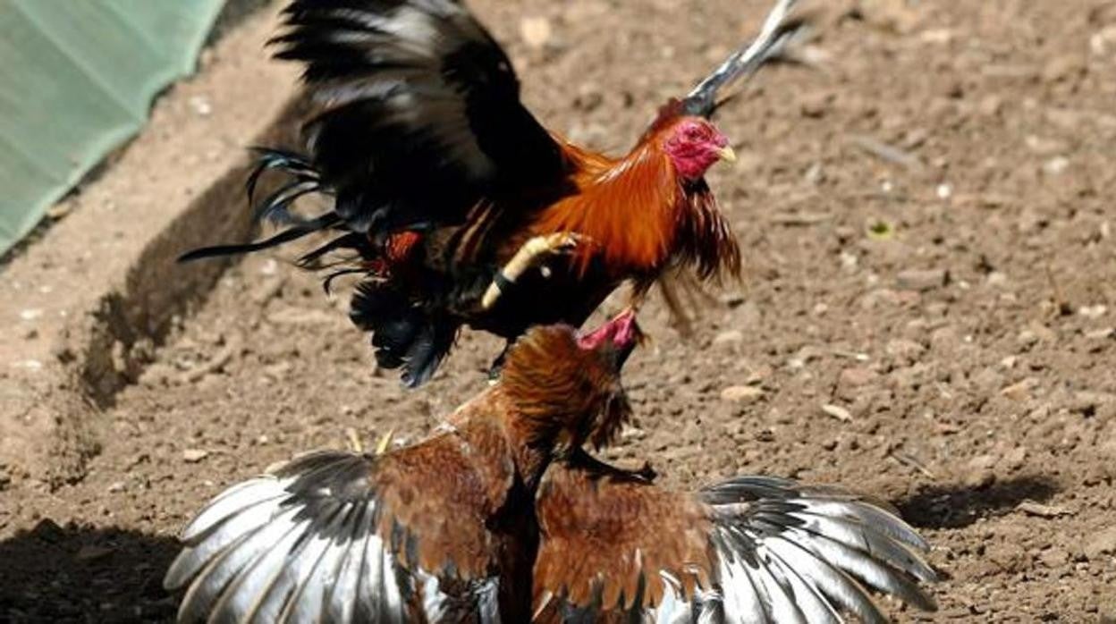 Imagen de archivo de una pelea de gallos