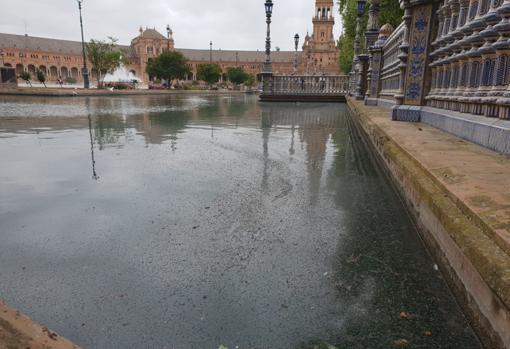 Estanque de la Plaza de España con presencia masiva de mosquitos en el agua