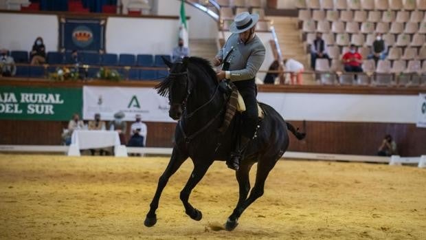 El caballo se convierte en el verdadero protagonista de la Feria de Jerez 2021