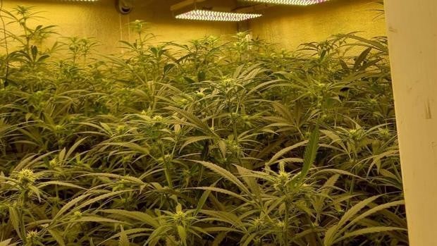 Un detenido tras desmantelar una plantación de marihuana en el pago 'El Machete' en El Puerto