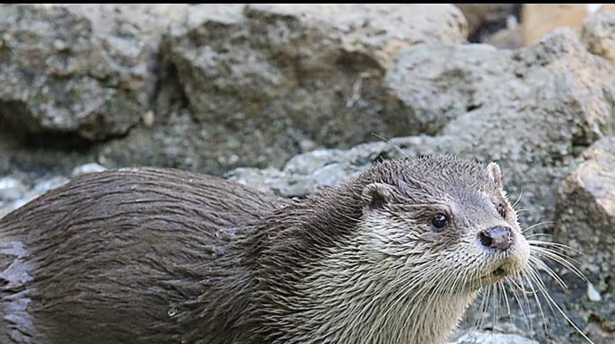 La historia de Sara: la nutria que creció con leche maternizada de gatos fallece en el Zoobotánico de Jerez