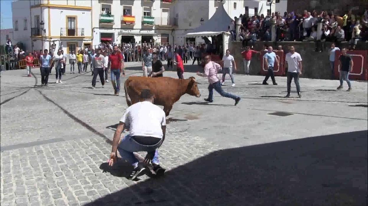 Momento durante la suelta de una vaquilla en la festividad de San Jorge de Alcalá de los Gazules