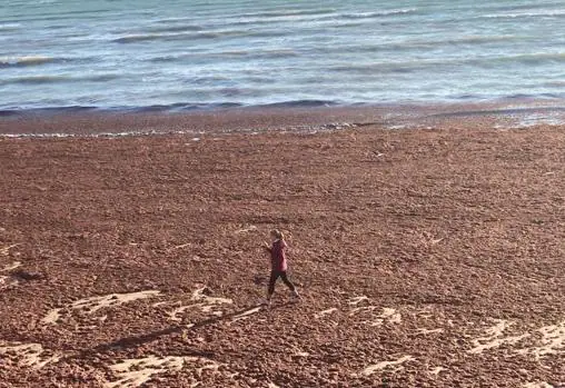 Las algas han ocultado la arena de la playa gaditana
