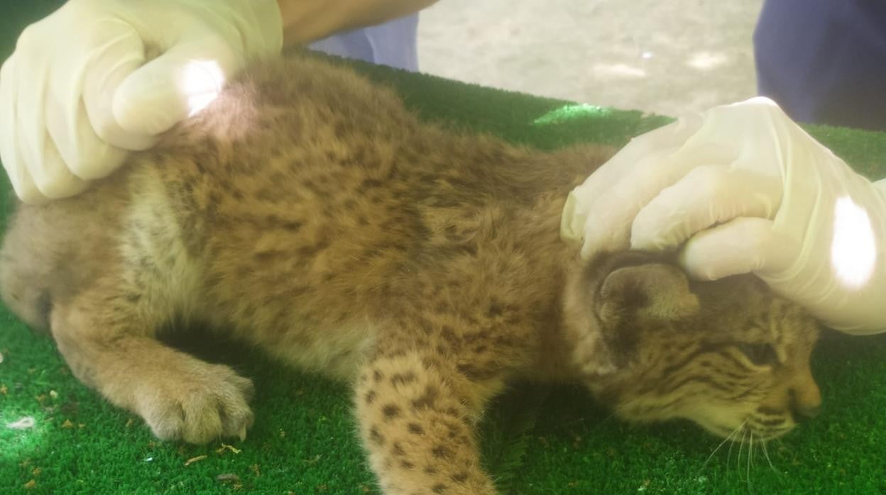 Vídeo: La hembra de lince ibérico del Zoobotánico de Jerez tiene su segundo &#039;examen&#039;