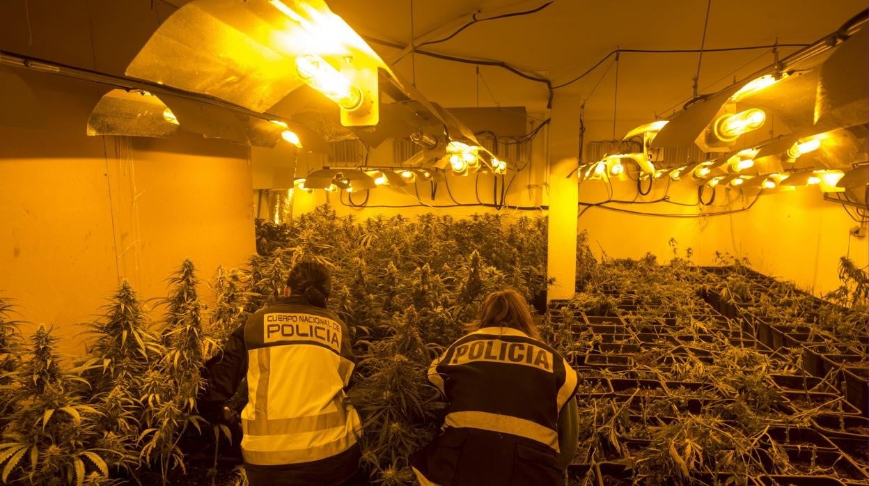 Agentes de la Policía Nacional desmantelan una plantación de marihuana instalada en un chalé.